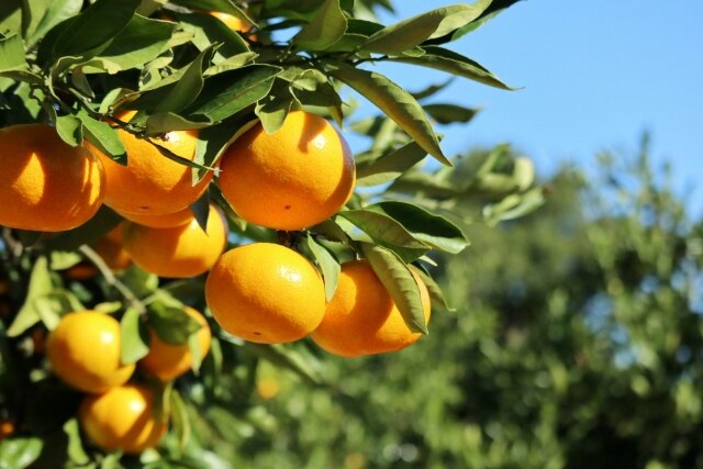 みかん（分類：ミカン科ミカン属）