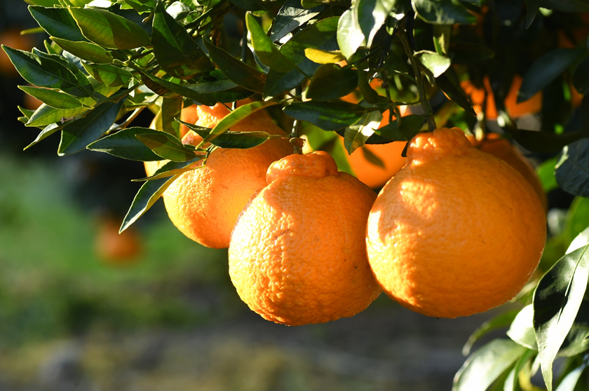 みかん（分類：ミカン科ミカン属）