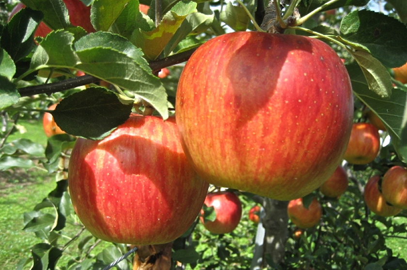 りんご（分類：バラ科リンゴ属）