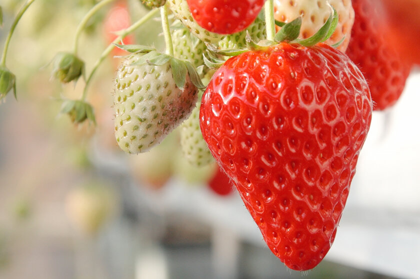 いちご（分類：バラ科オランダイチゴ属）