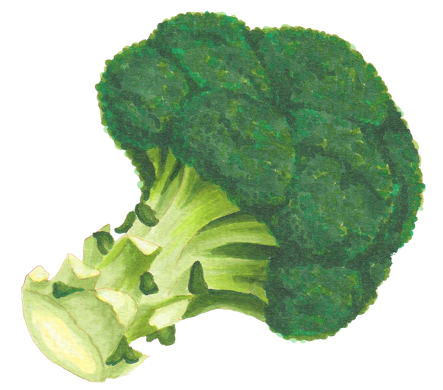 ブロッコリーのイメージ