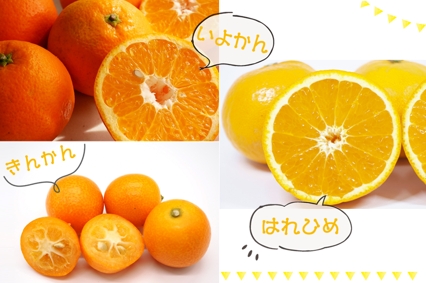 いよかん・きんかん・はれひめイメージ