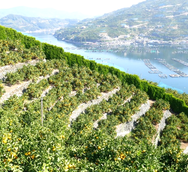 にしうわの石垣でできた段々畑